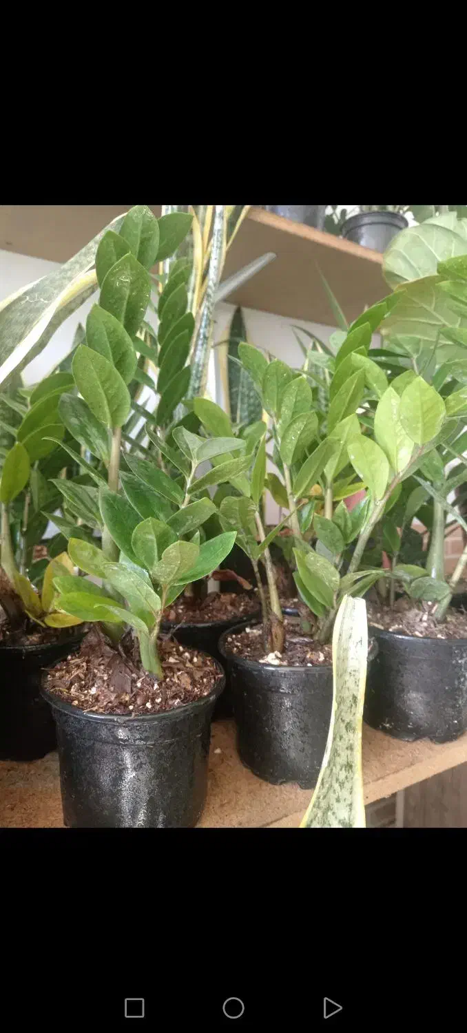 3 تا گل مقاوم وکم نور قیمت مناسب واستون شارژ کردیم|گل و گیاه طبیعی|سبزوار, عظیمیان|دیوار