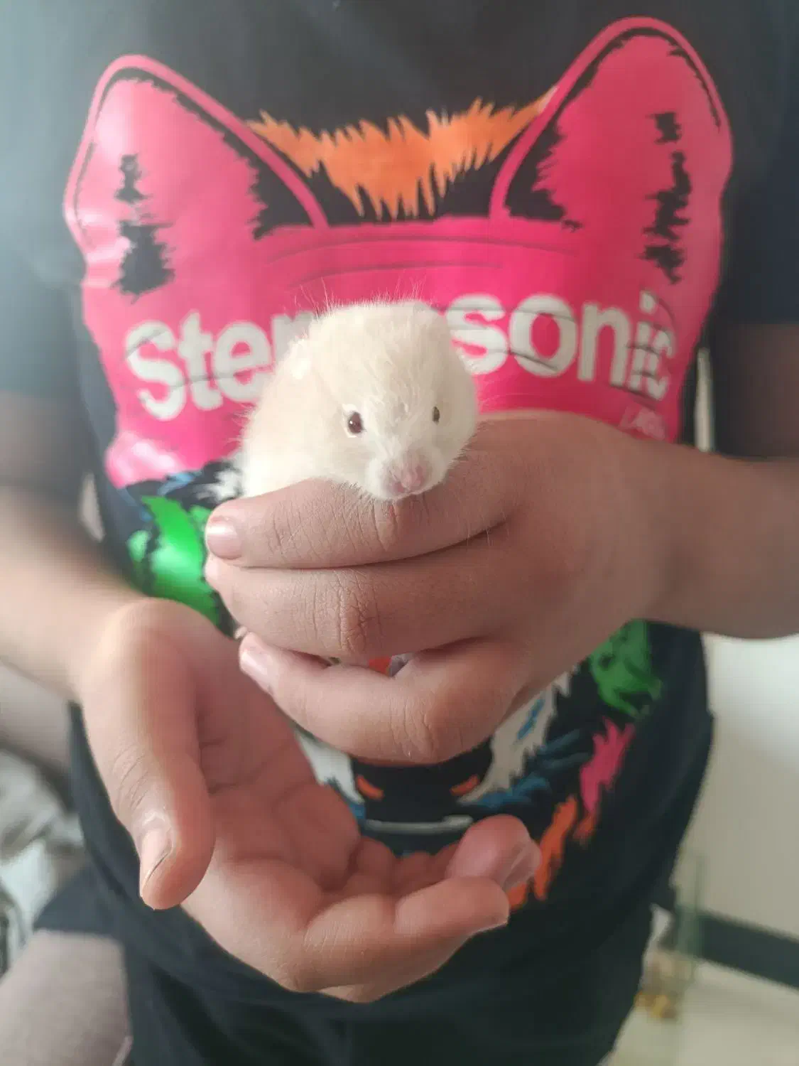 همستر زیبا|موش و خرگوش|صدرا-فارس, فاز ۱|دیوار