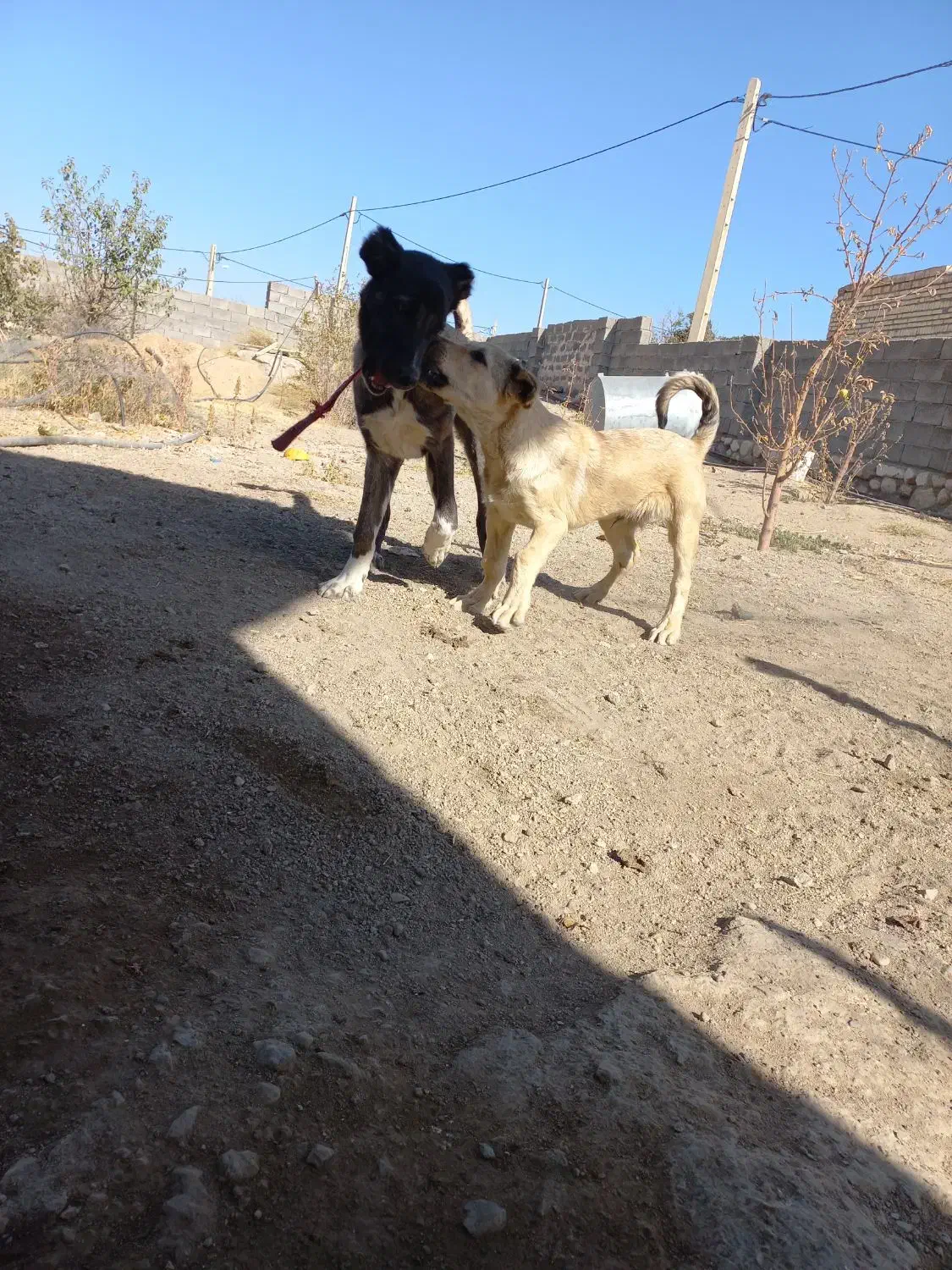 تولهسرابی|سگ|ماهنشان, |دیوار