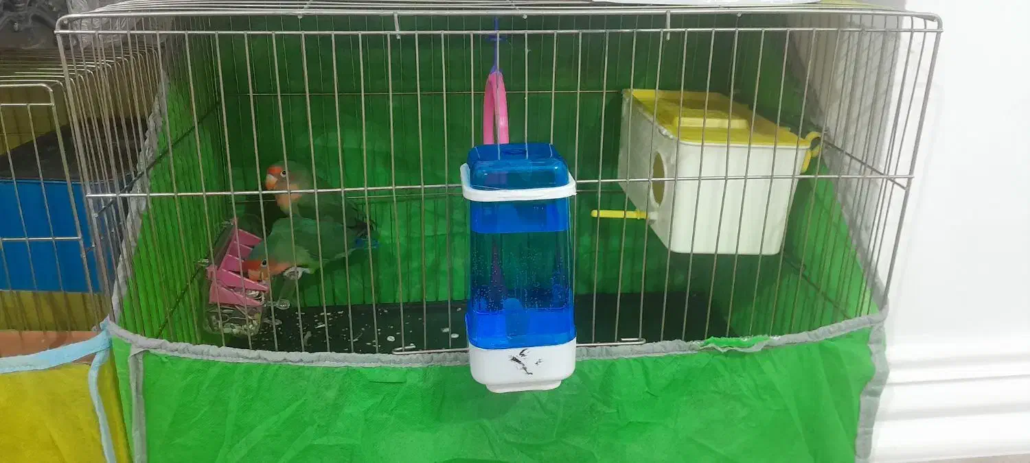 طوطی کتوله فروشی جفت|پرنده|جیرفت, |دیوار