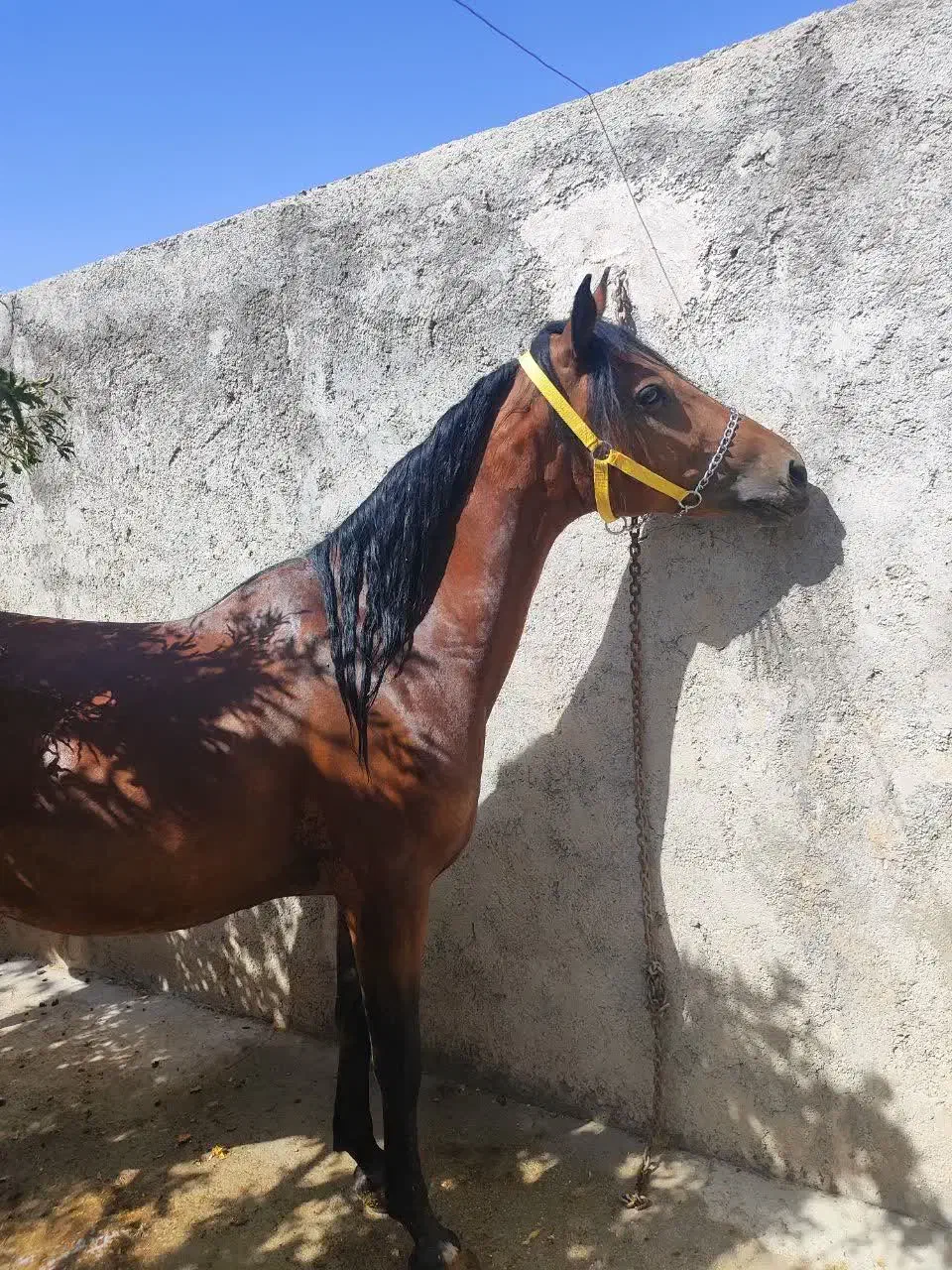 اسب مادیان|اسب و تجهیزات اسب‌سواری|مهریز, |دیوار