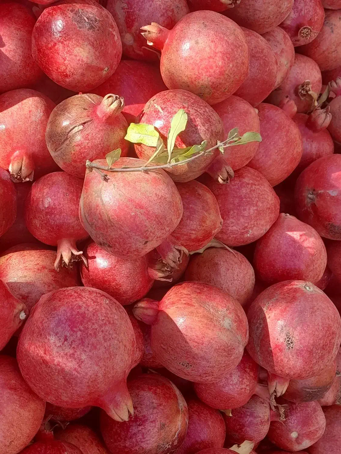 انار۵۰۰۰۰|خوردنی و آشامیدنی|کوهنانی, |دیوار