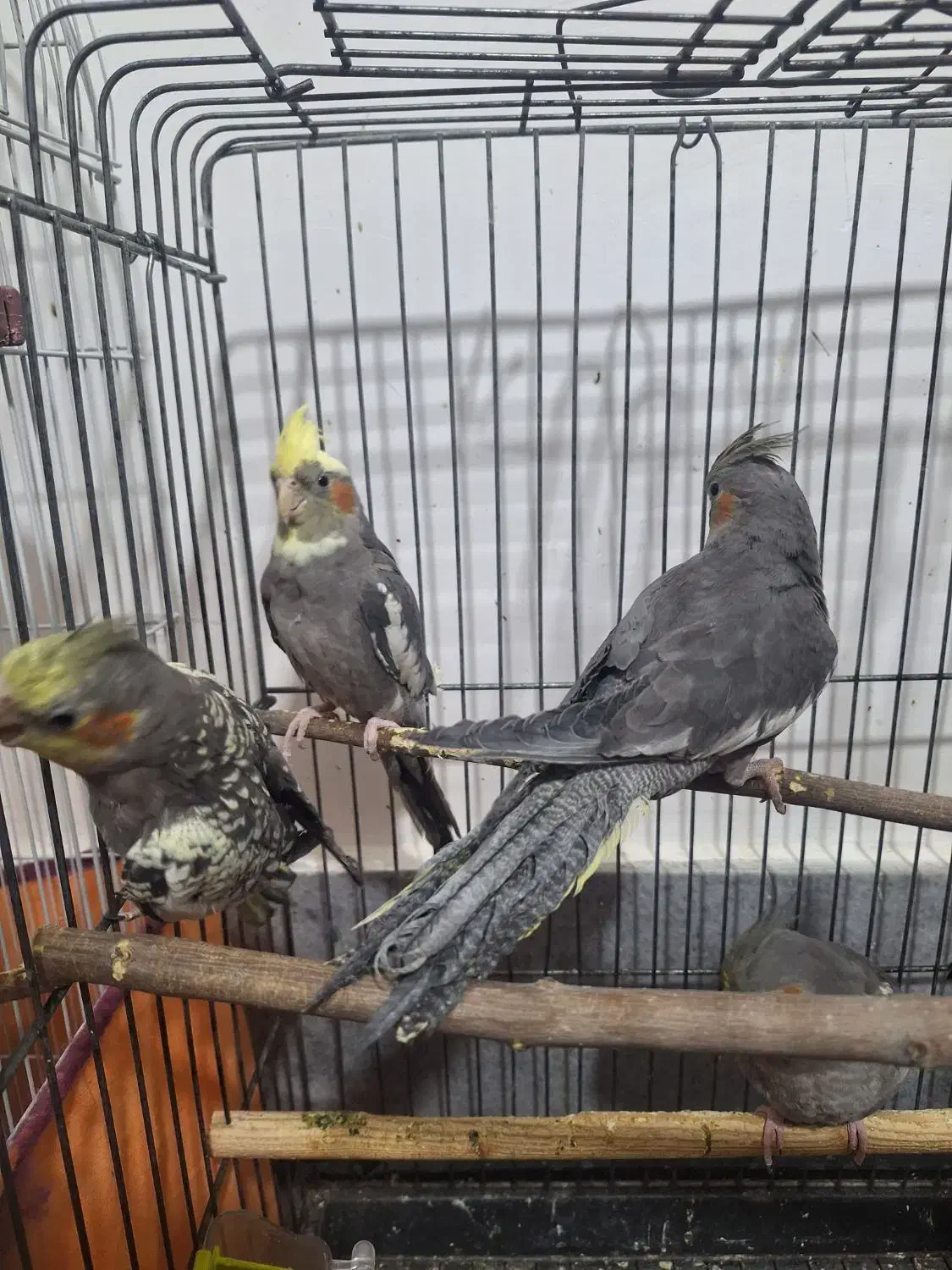 عروس هلندی|پرنده|قم, شهرک مهدیه (مدرس)|دیوار