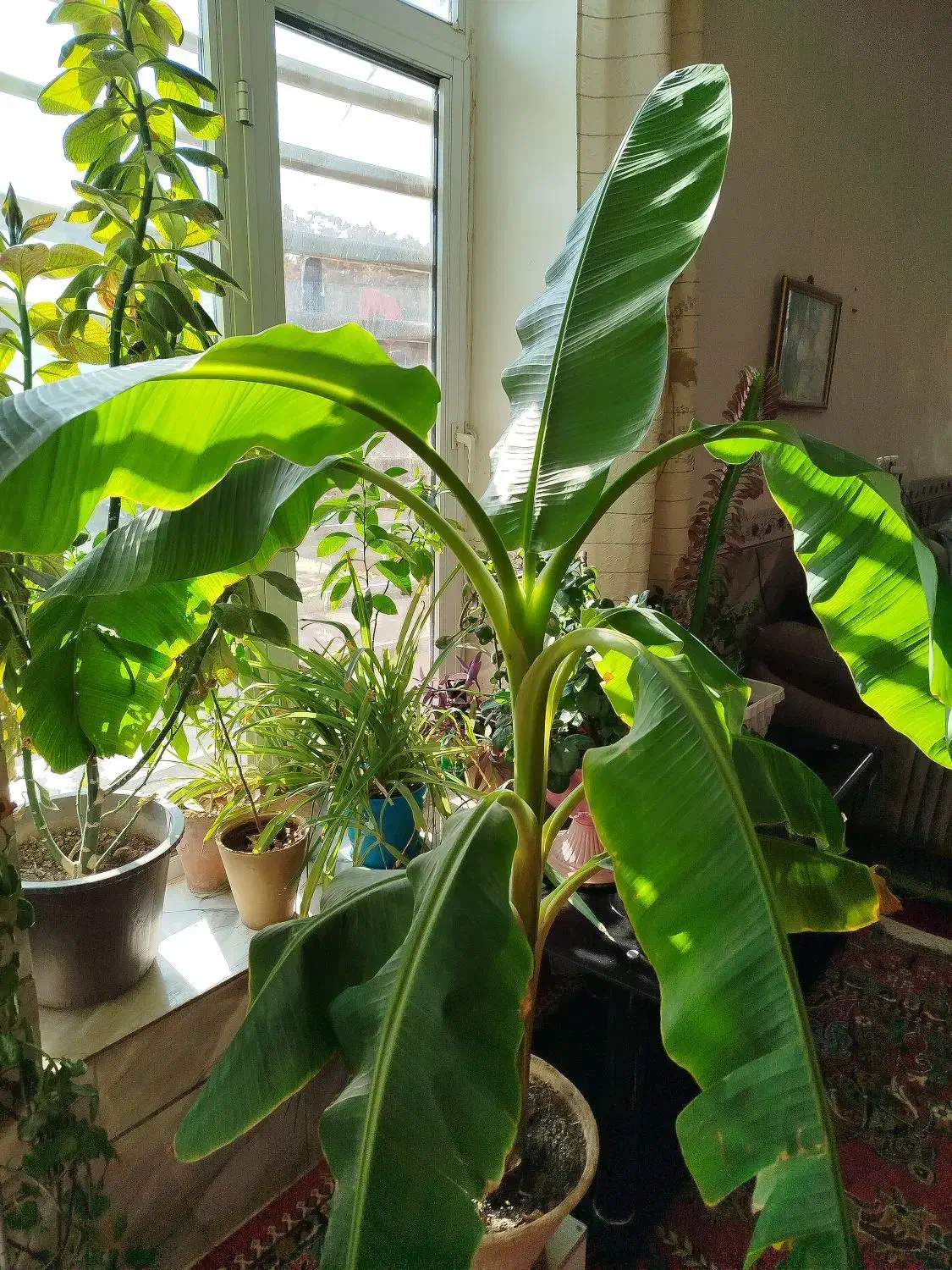 درختچه موز بردسیر|گل و گیاه طبیعی|بردسیر, |دیوار