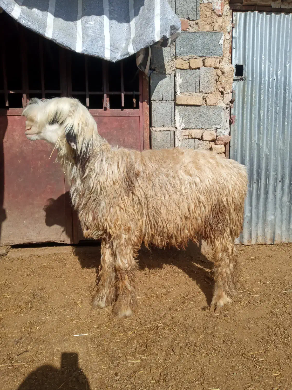 بره قوچ|حیوانات مزرعه|شیراز, گویم|دیوار