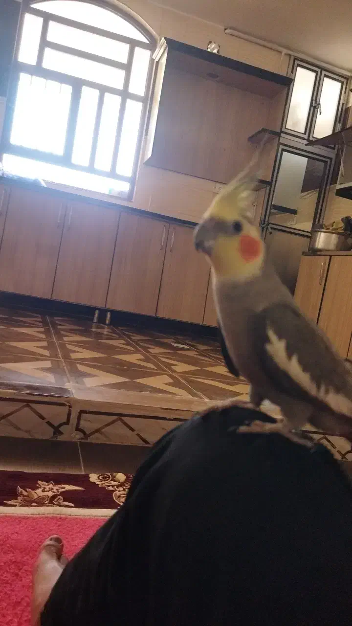 عروس هلندی|پرنده|خرمآباد, |دیوار