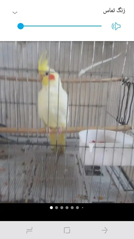 عروس هلندی|پرنده|لاهیجان, کوی خزر|دیوار