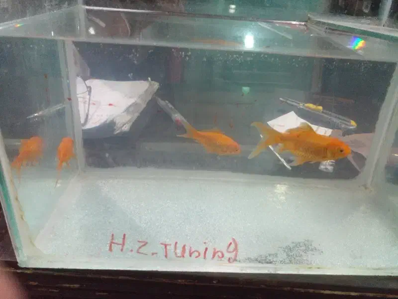 ماهی قرمز همراه آکواریوم|ماهی|ارومیه, |دیوار