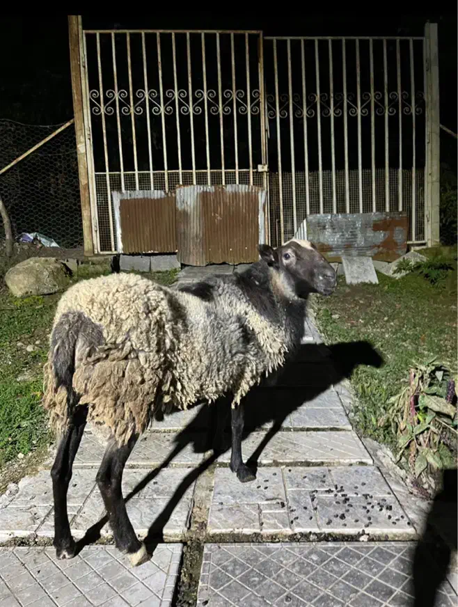 گوسفند رومانوف نر اصیل|حیوانات مزرعه|سیاهکل, |دیوار