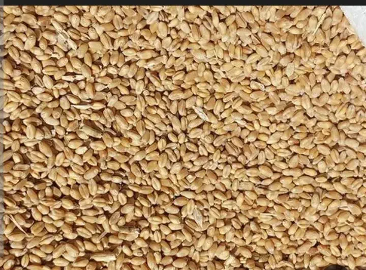 بذر گندم|گل و گیاه طبیعی|آبدانان, |دیوار