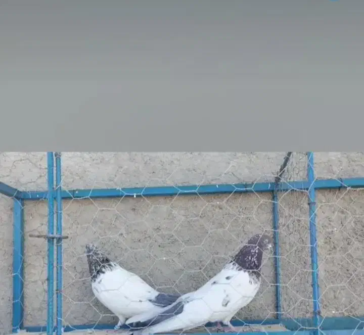 کبوتر|پرنده|رزن, |دیوار