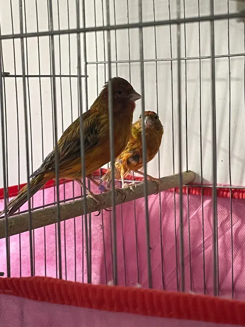 جفت سوخته سرخ|پرنده|کرمان, |دیوار