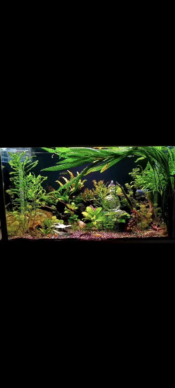 آکواریوم پلنت|ماهی|گلستان (تهران), |دیوار