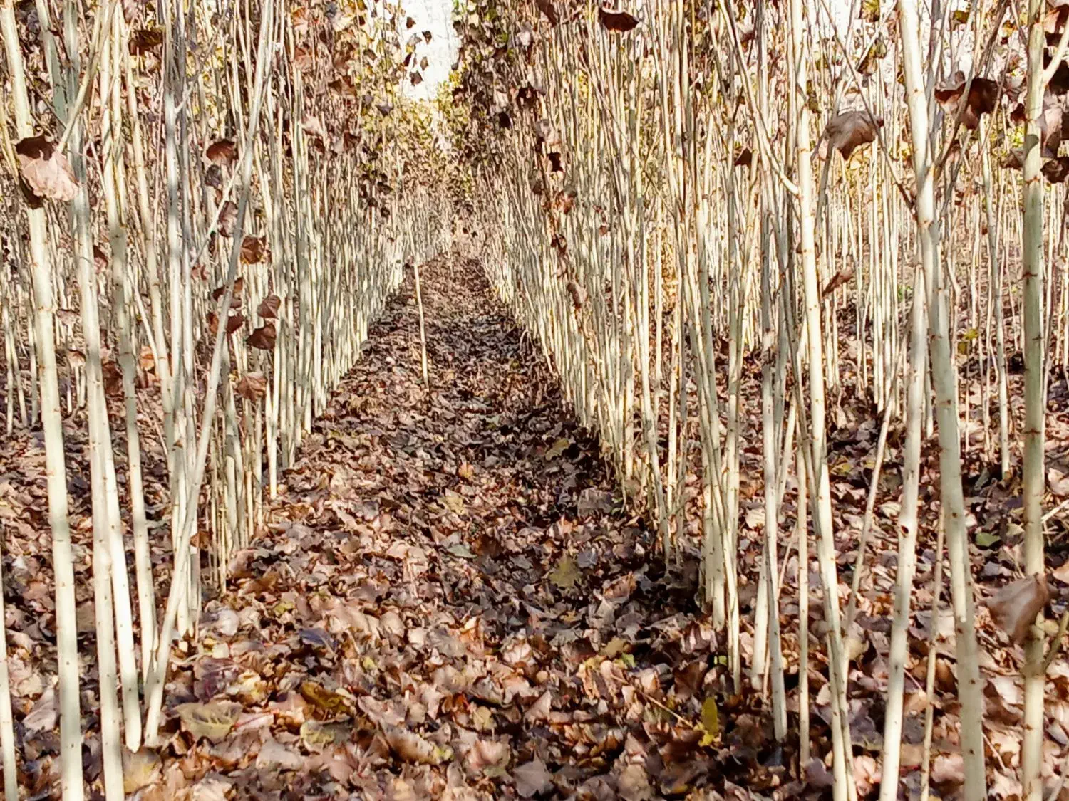 نهال صنوبر نیگرا آنکارا ترکیه 1.5 تا 6 متر|گل و گیاه طبیعی|خوی, |دیوار