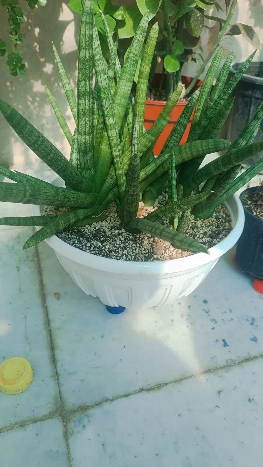 سانسوریا بنسل|گل و گیاه طبیعی|بوشهر, |دیوار