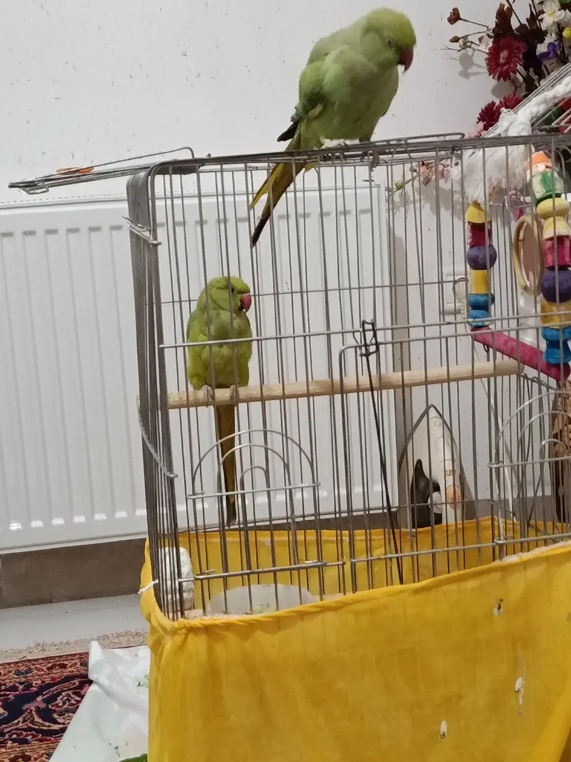 طوطی ملنگو|پرنده|محمدیه-قزوین, |دیوار