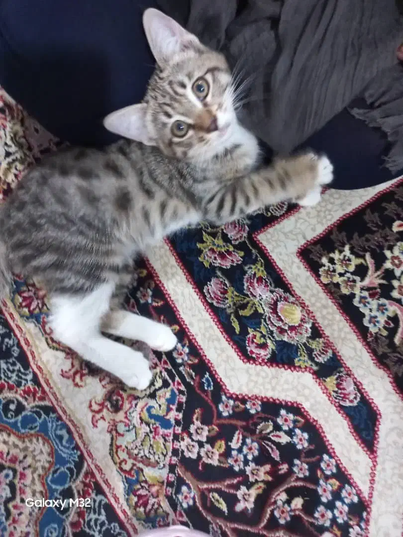 واگذاری گربه کوچولوی ملوس|گربه|کرج, اخترآباد|دیوار