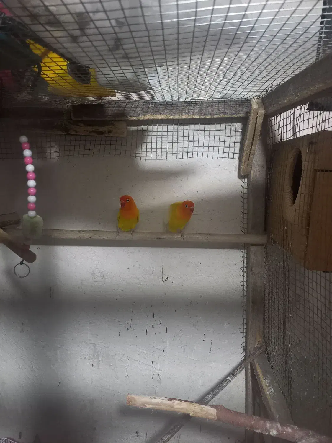 طوطی برزیلی|پرنده|قشلاق دشت, |دیوار