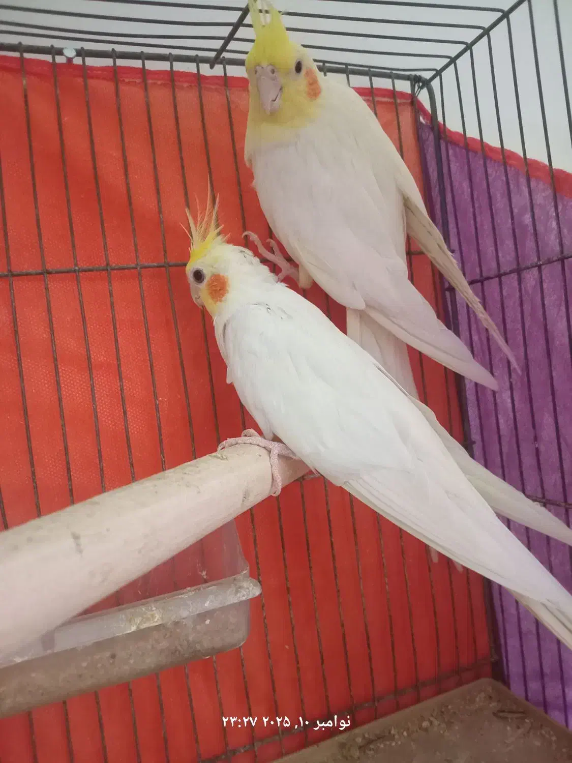 عروس هلندی لوتینو مولد|پرنده|تهران, هاشم‌آباد|دیوار