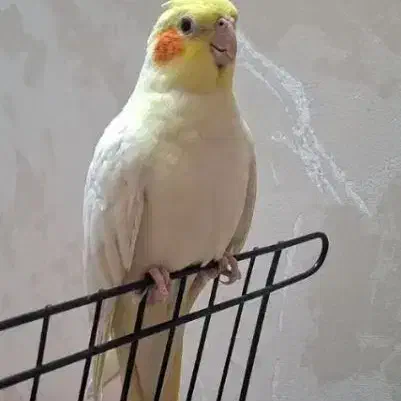 عروس هلندی|پرنده|تهران, جوانمردان (اندیشه)|دیوار