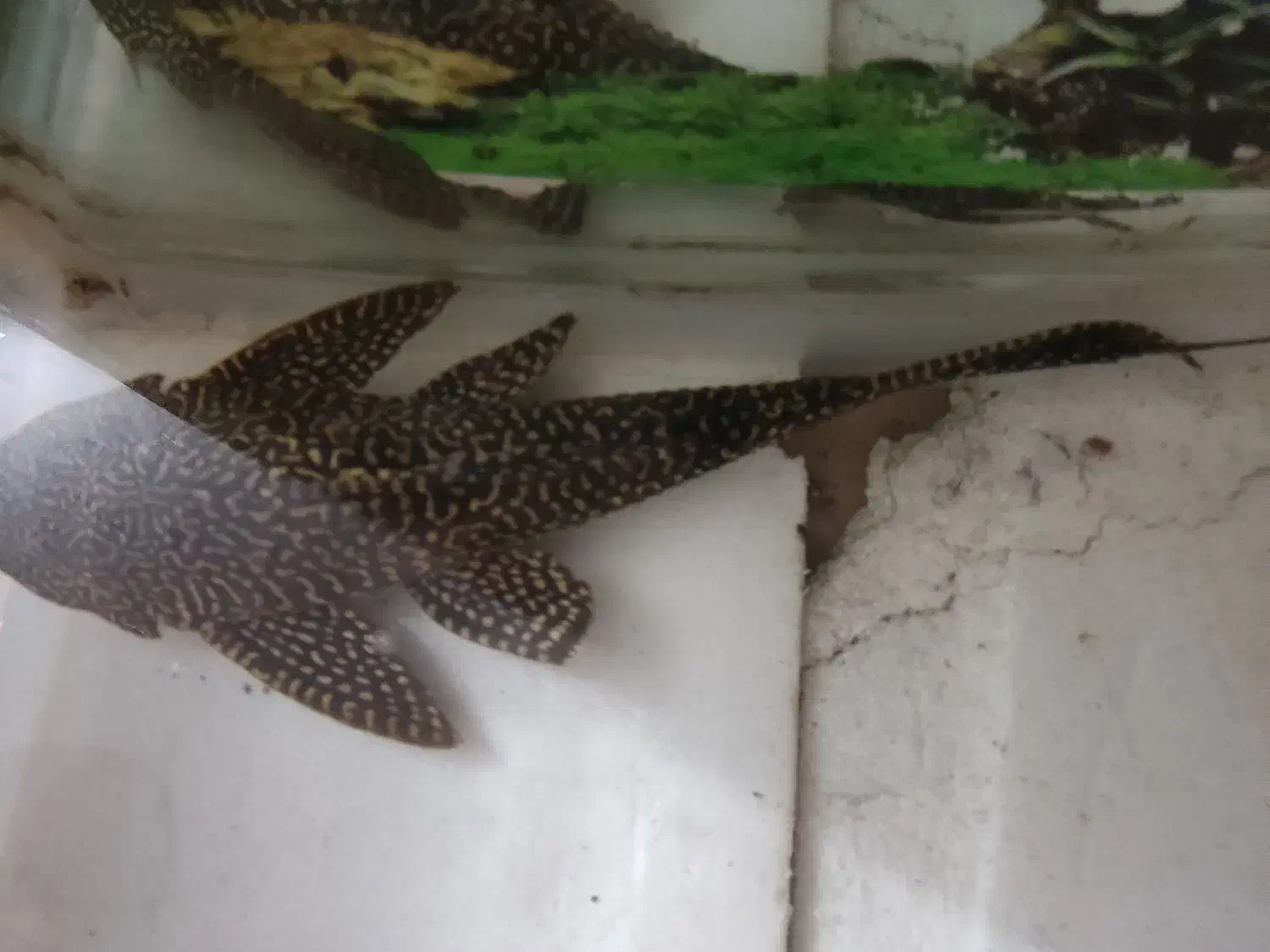 آکواریوم بزرگ|لوازم جانبی حیوانات|پاکدشت, شهرک امام رضا|دیوار