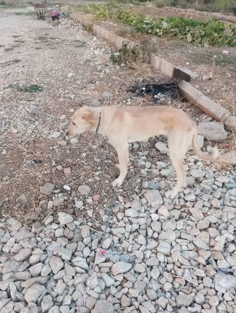 توله سگ ۶ماه مادر پژدر اصل پدر سرابی|سگ|پیرانشهر, |دیوار