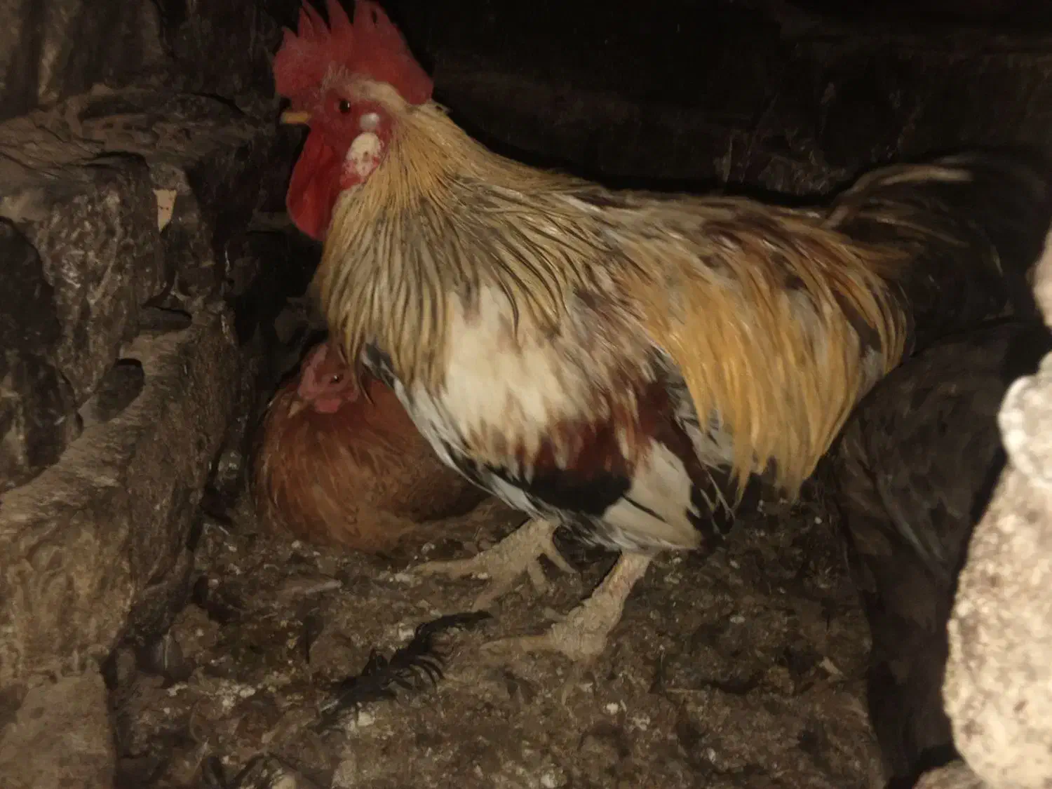 خروس|حیوانات مزرعه|کلاشی, |دیوار