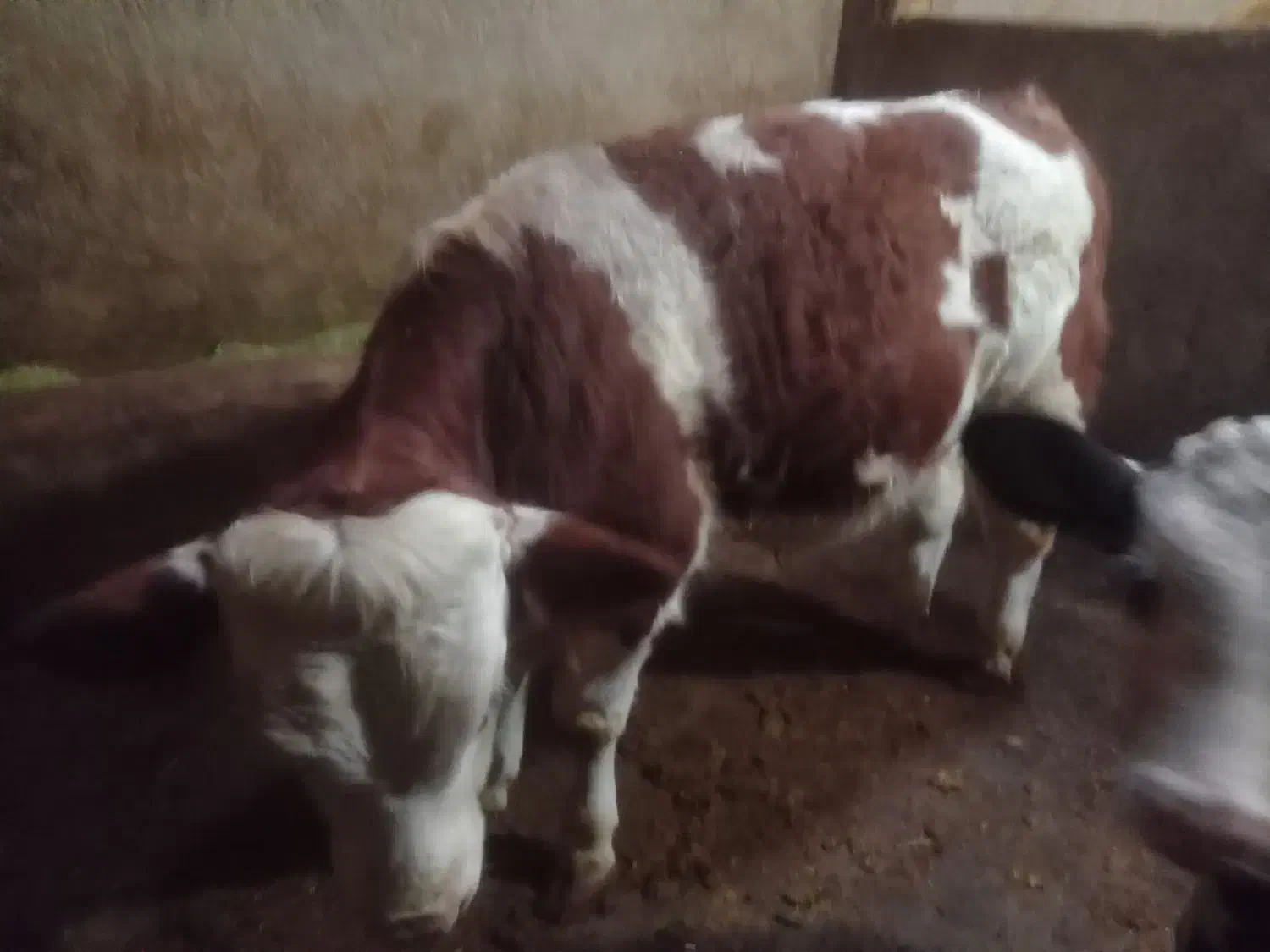 گوساله ۷ماهه|حیوانات مزرعه|دهگلان, |دیوار