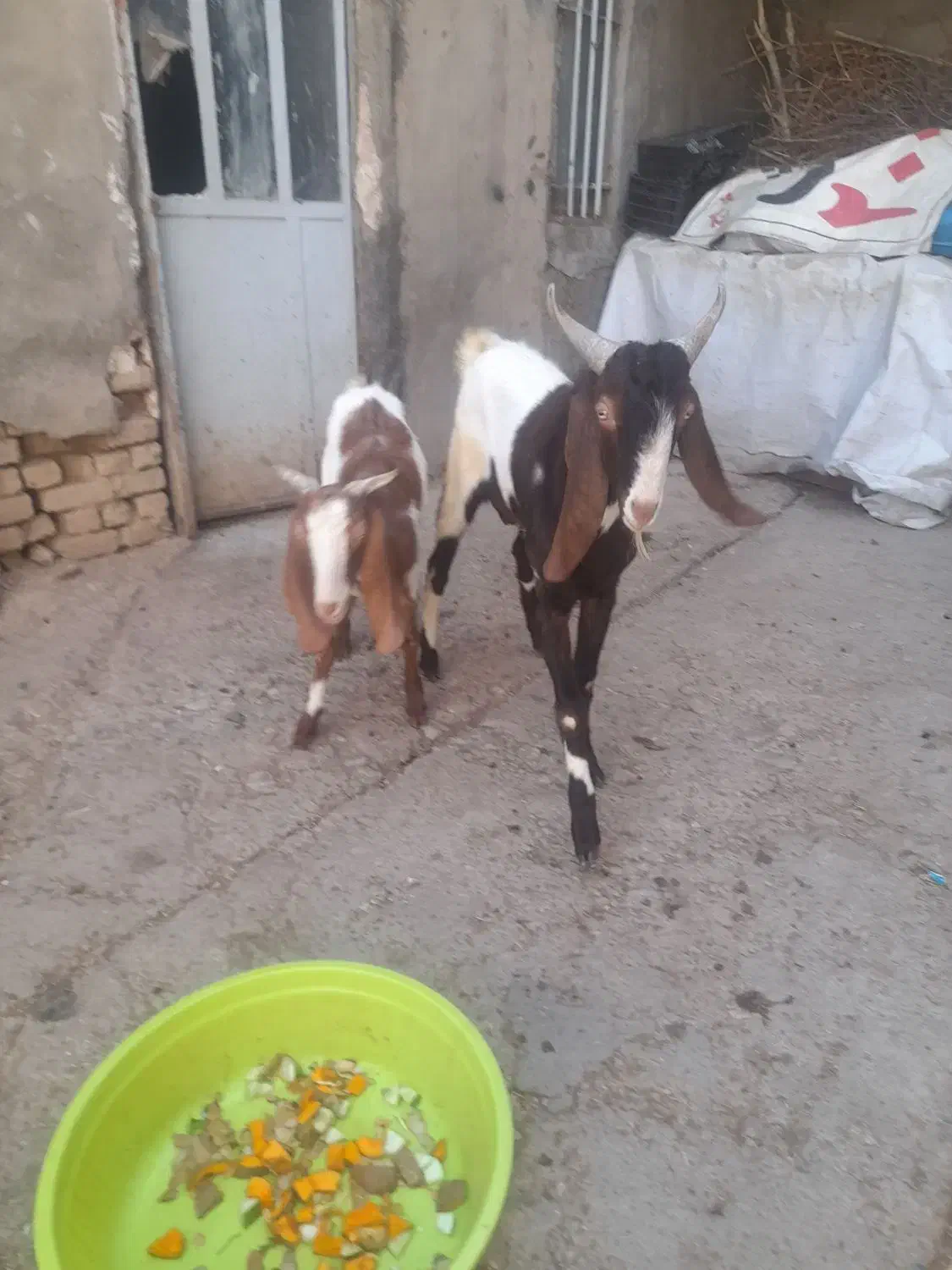 بز پاکستانی اصیل|حیوانات مزرعه|صالح آباد, |دیوار