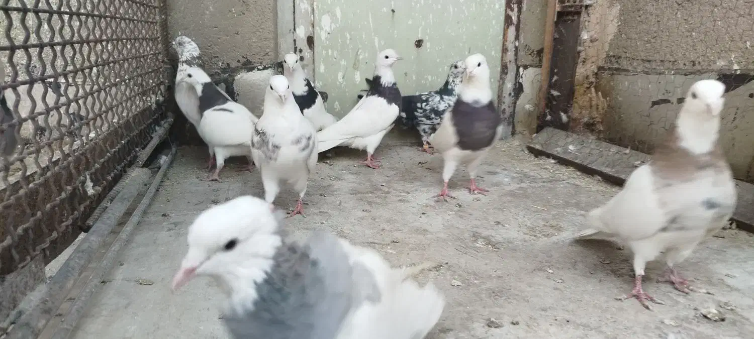 کفتر|پرنده|همدان, |دیوار