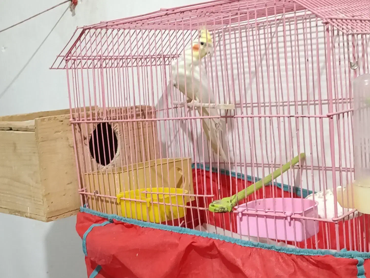 عروس هلندی نر|پرنده|کوچصفهان, |دیوار