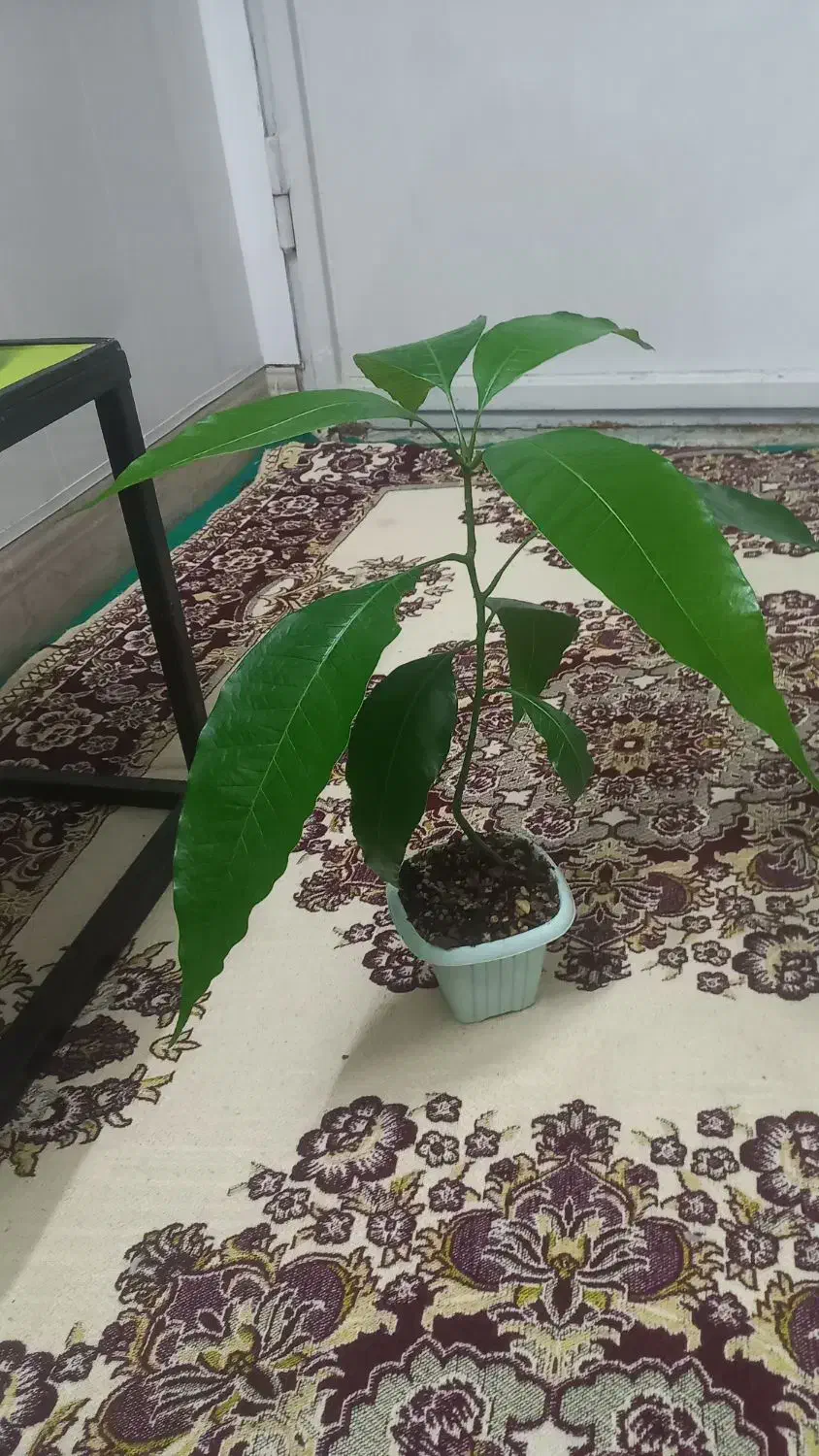 نهال انبه|گل و گیاه طبیعی|کاشان, فاز ۲ ناجی آباد|دیوار