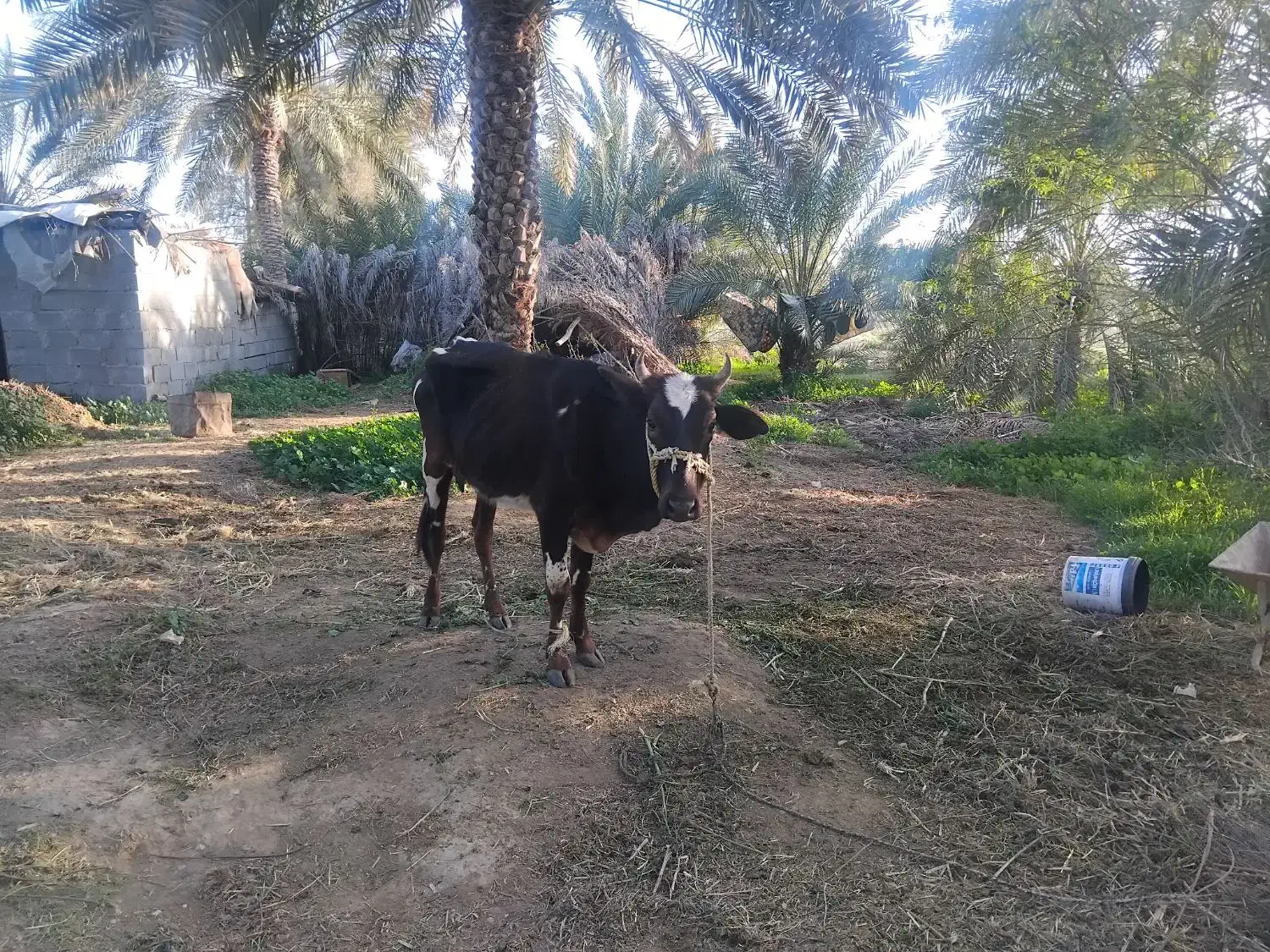 گاو|حیوانات مزرعه|رودخانه, |دیوار