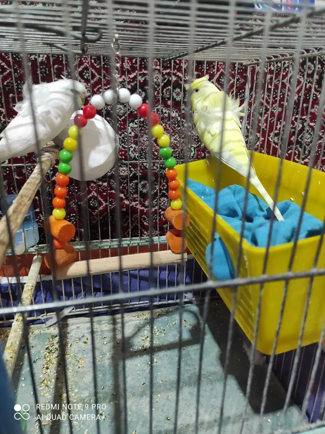 مرغ عشق|پرنده|سنندج, |دیوار