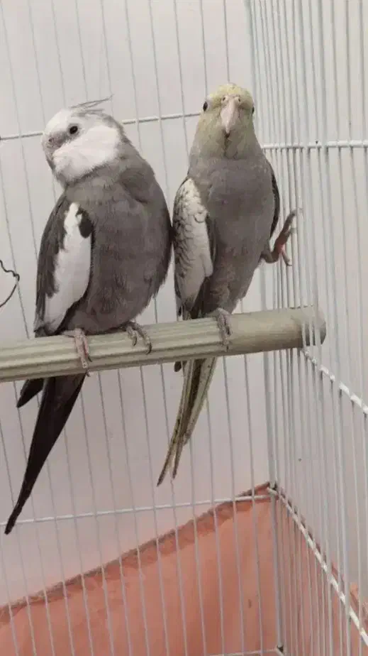 عروس هلندی سخنگو|پرنده|پاکدشت, شهرک امام رضا|دیوار