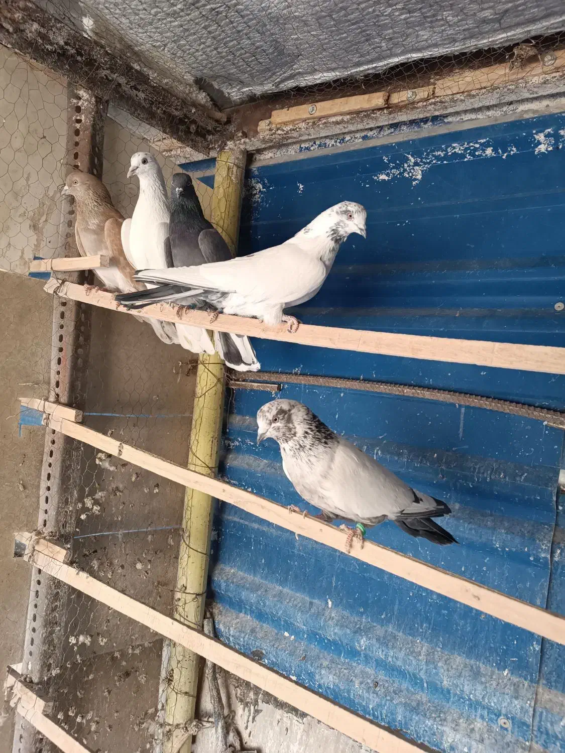 کبوتر فروشی شخصی ۵ عدد قیمت توافقی|پرنده|سمنان, |دیوار