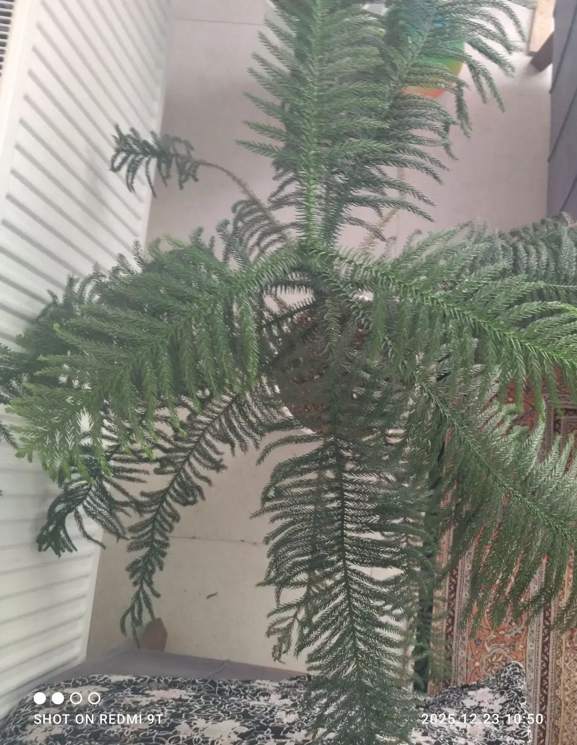 گل کاج مطبق|گل و گیاه طبیعی|ملایر, |دیوار