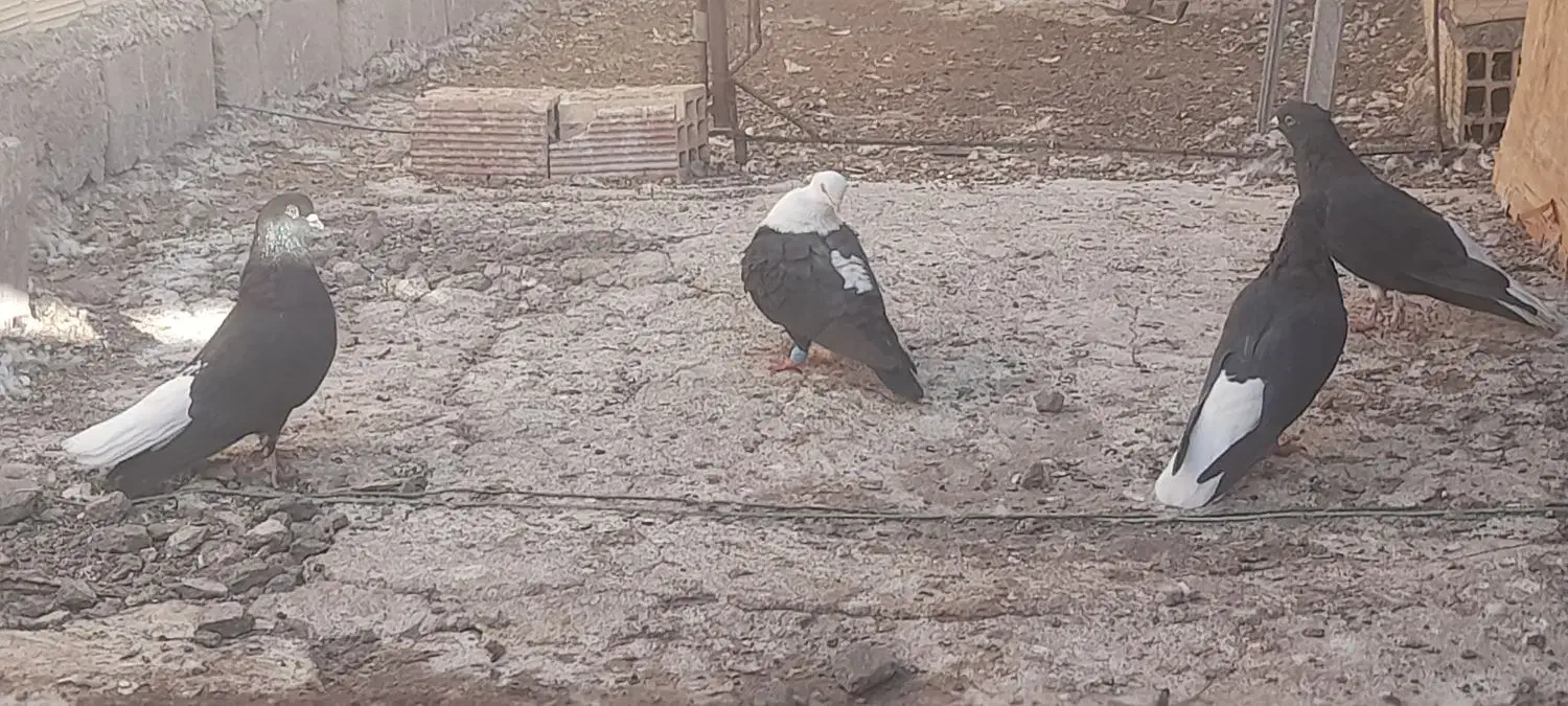 زاغ کله سفید کلایی نر محکم|پرنده|بم, |دیوار