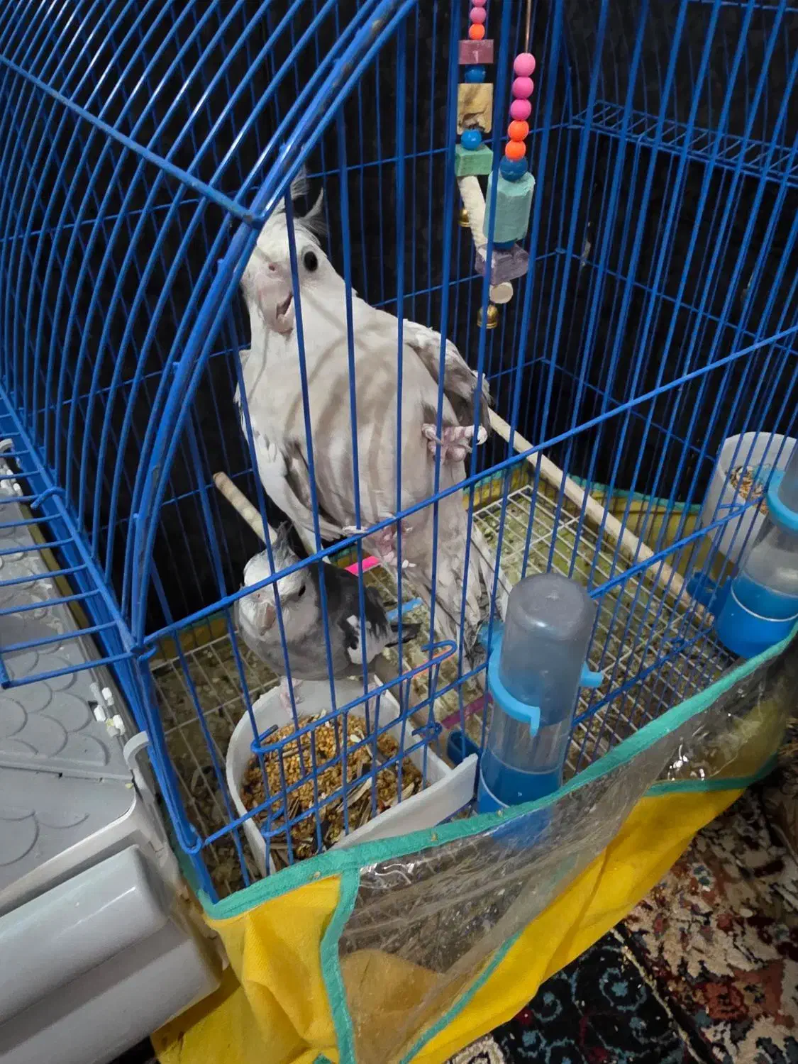 یک جفت عروس هلندی وایت فیس بالغ|پرنده|خورموج, |دیوار