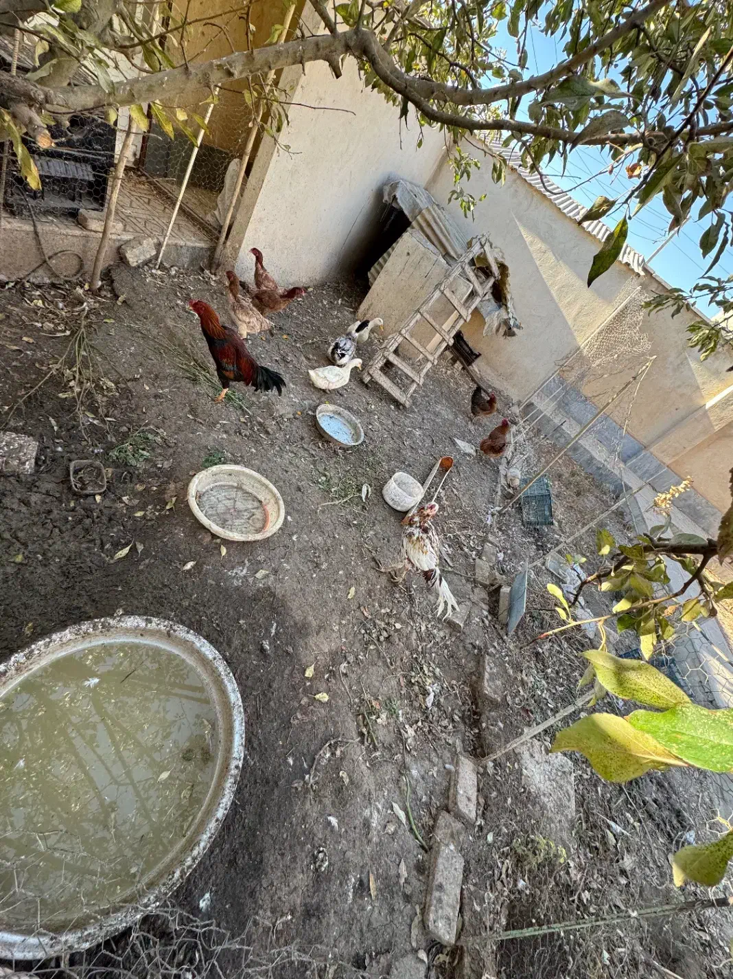 خروس لاری/خروس/مرغ محلی/مرغ لاری/اردک|حیوانات مزرعه|هشتگرد, فاز ۳ مهستان|دیوار