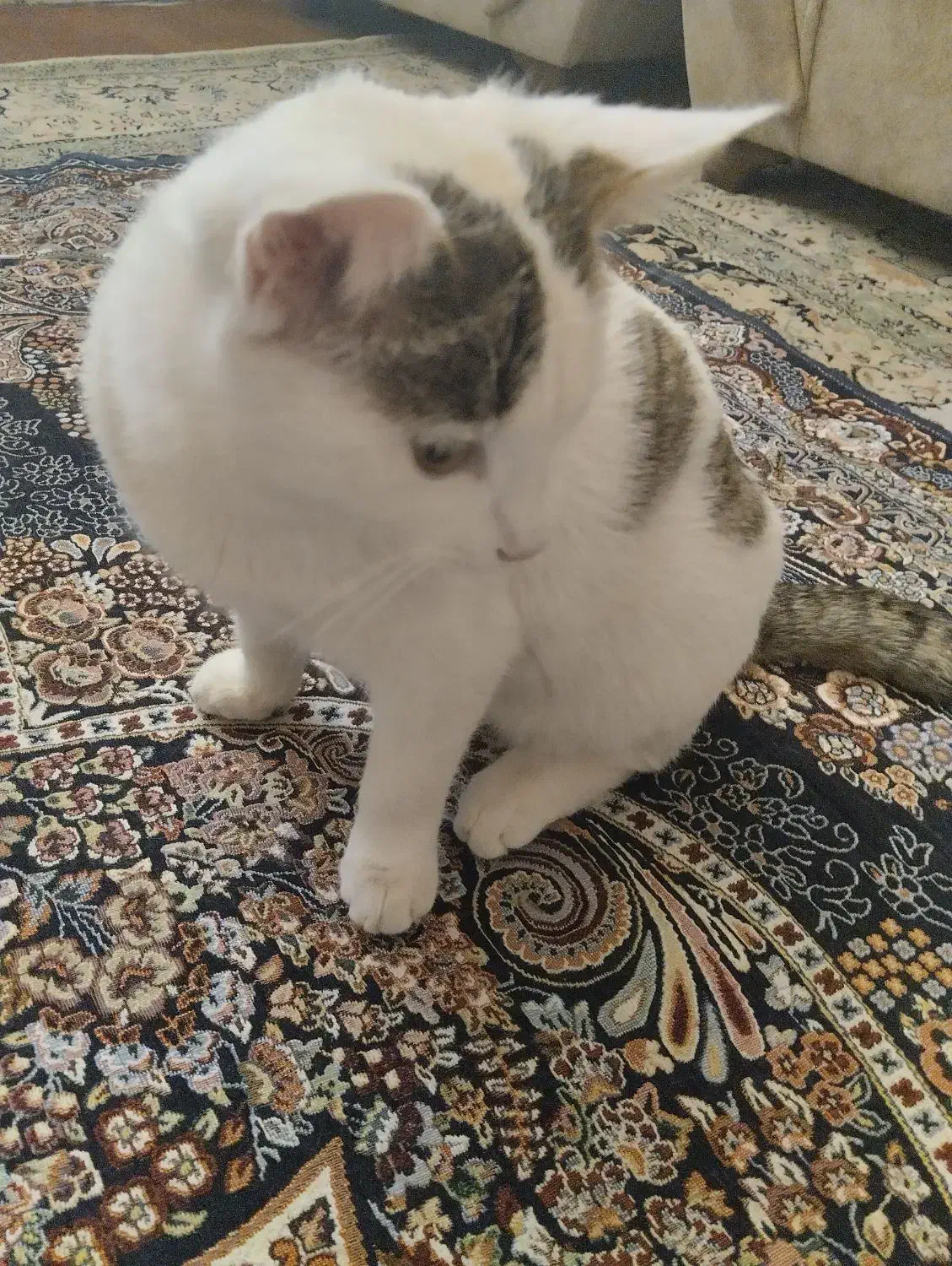 واگذاری گربه|گربه|زاوه, |دیوار