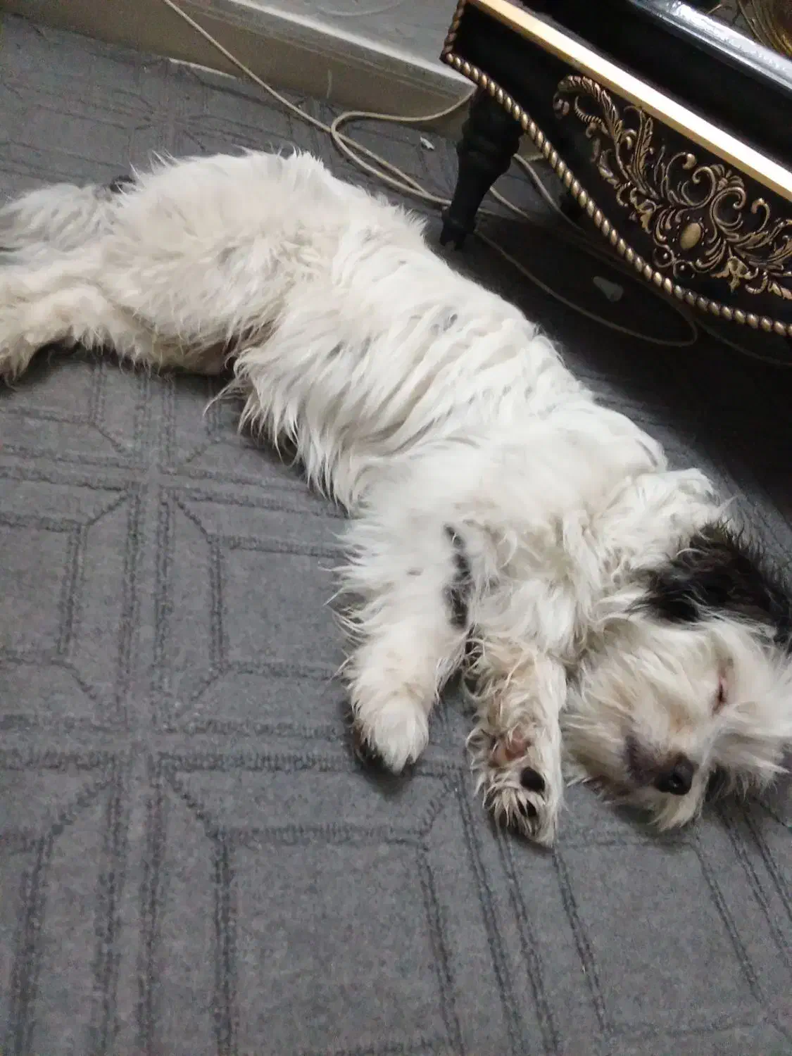 شیتزو|سگ|مشهد, کشف|دیوار