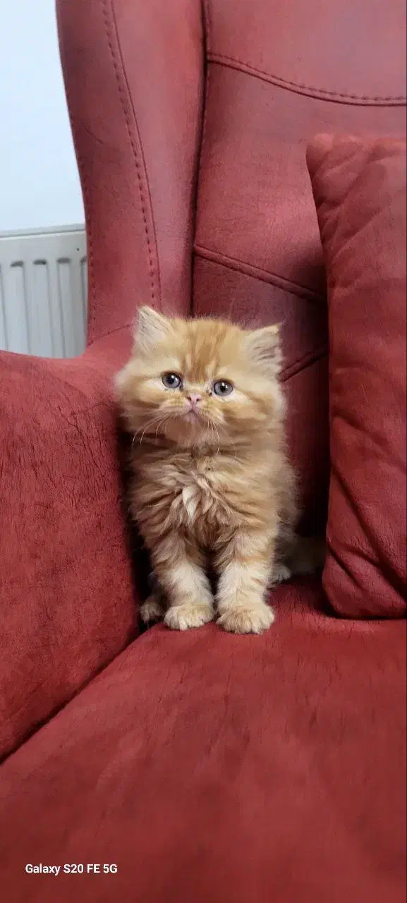 پرشین&برتیش|گربه|کرمانشاه, |دیوار