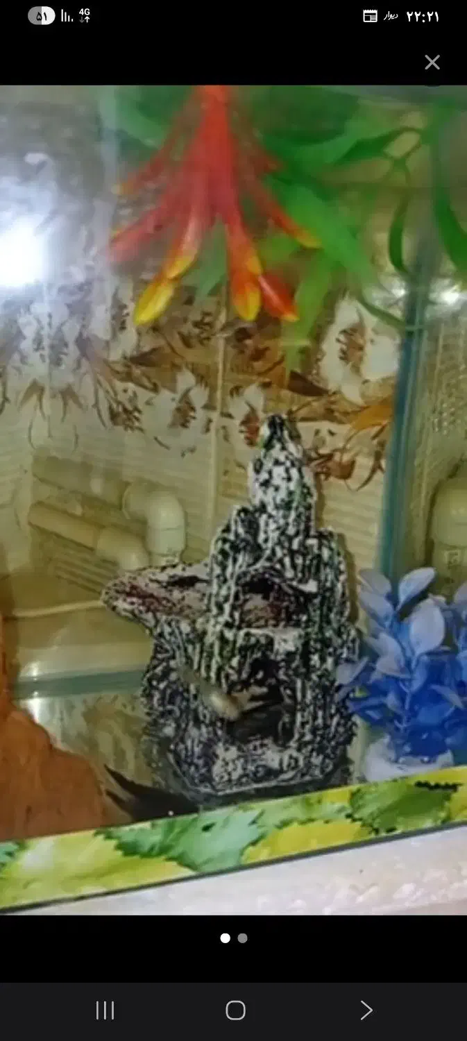 ماهی گوپی دونه ۲۰|ماهی|پاکدشت, پاکدشت (مامازند)|دیوار