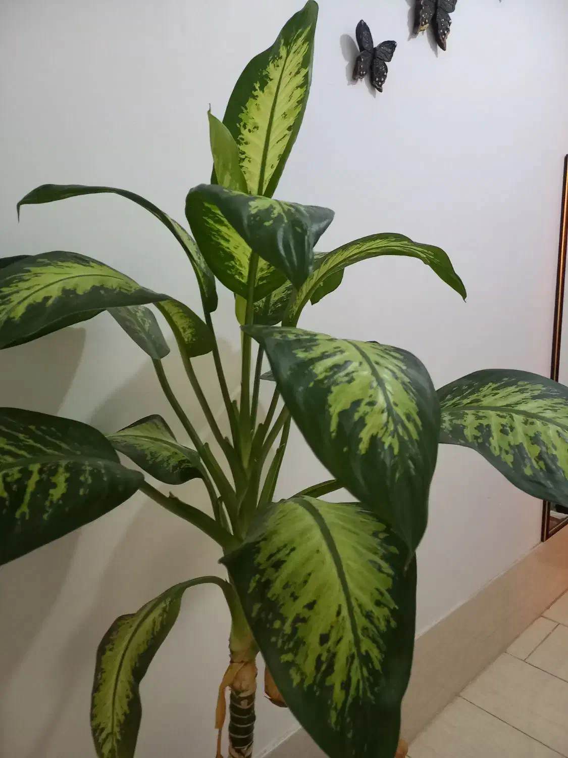 گل دیفن|گل و گیاه طبیعی|صدرا-فارس, فاز ۲|دیوار