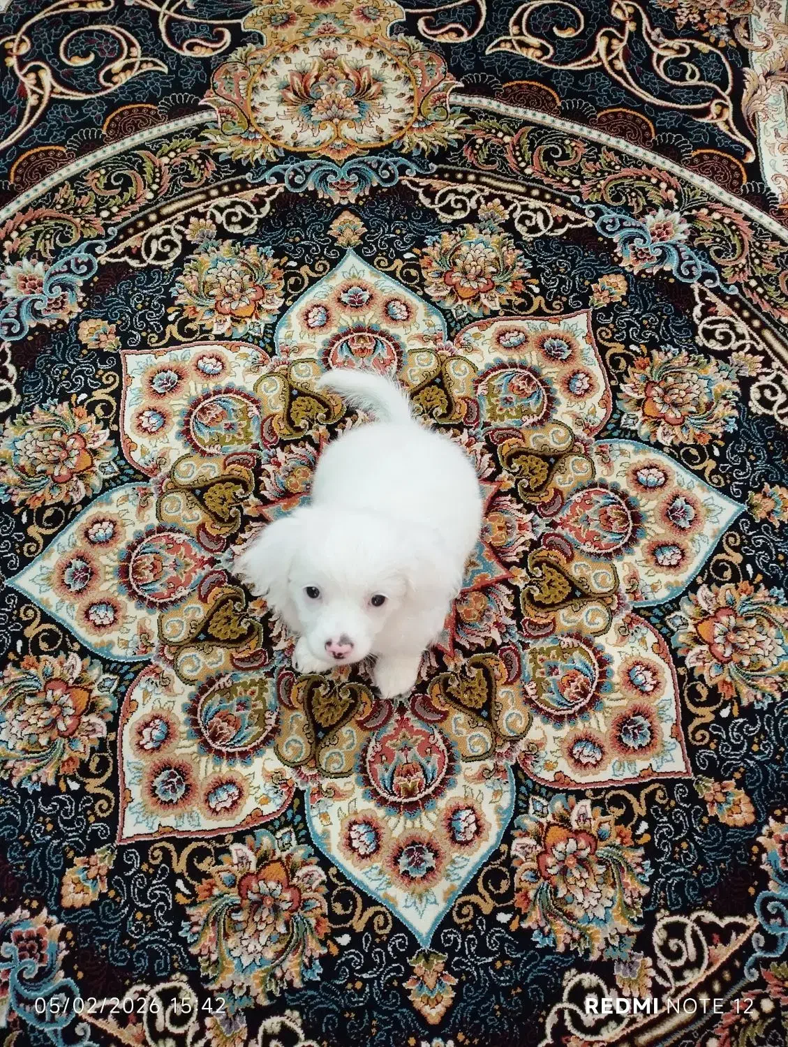 سگ خونگی شیتزو|سگ|محمدیه-قزوین, |دیوار