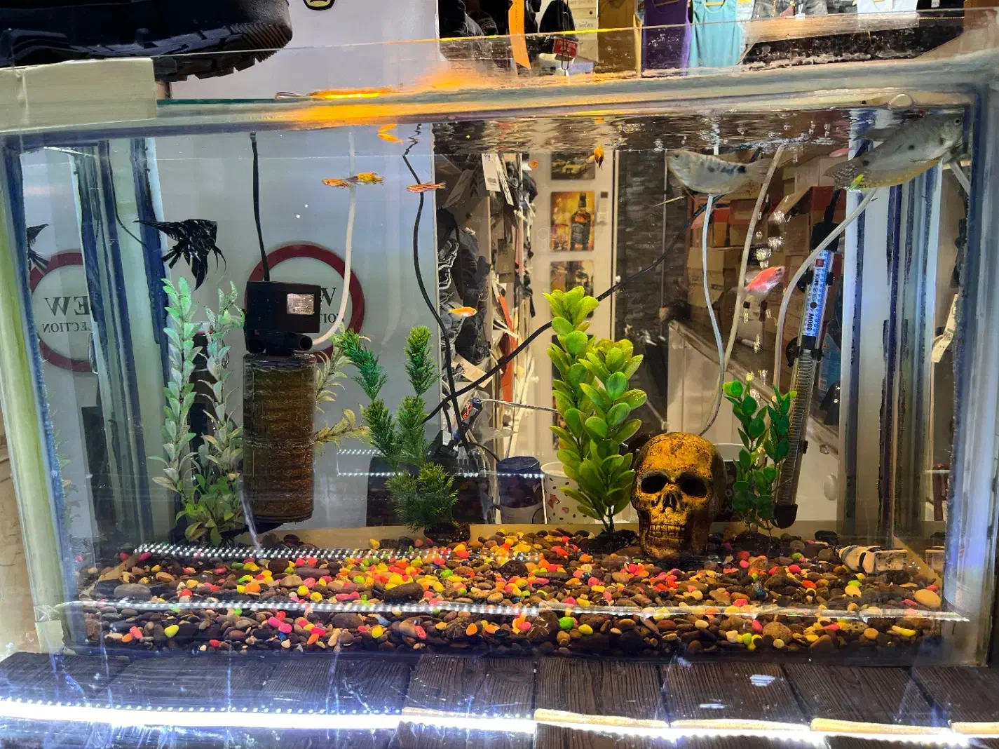 آکواریوم|ماهی|بندر گز, |دیوار