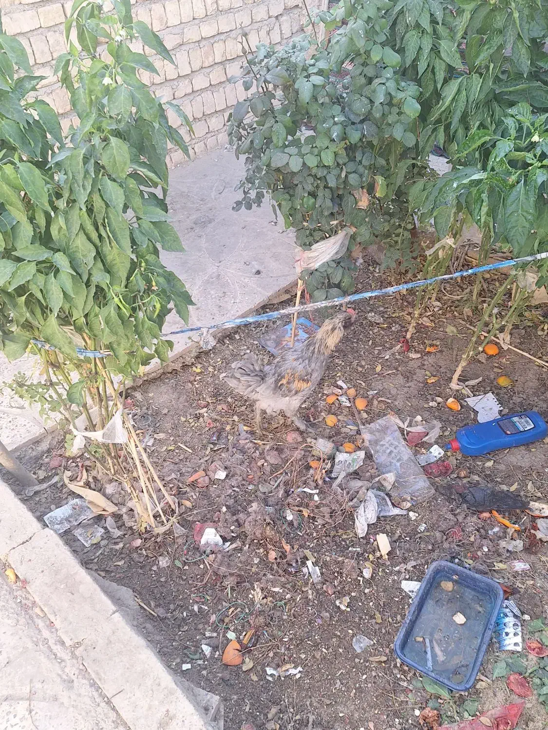 مرغ و خروس|حیوانات مزرعه|اصفهان, شهرک صنعتی امیرکبیر (شاپور جدید)|دیوار