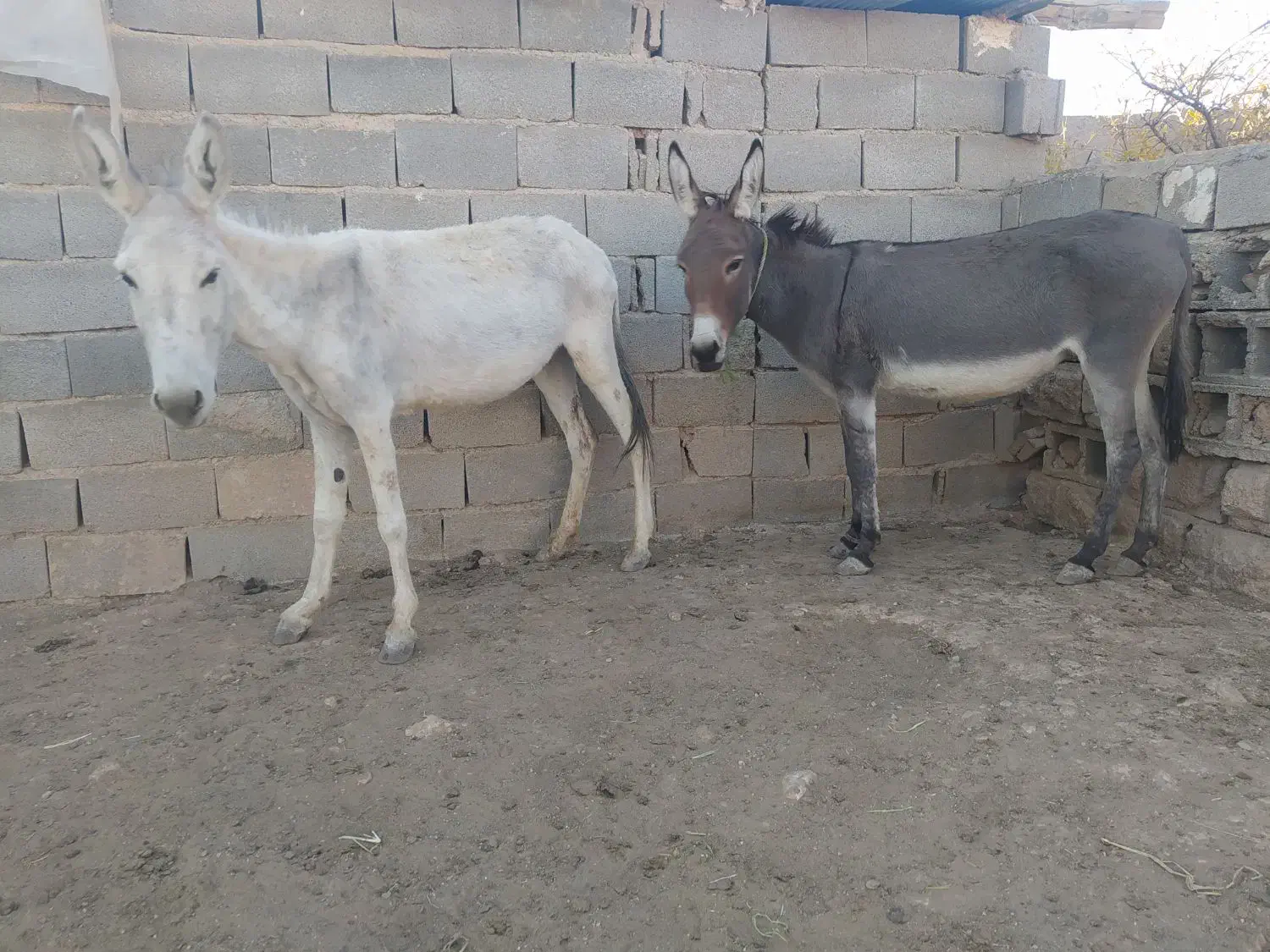 دو عدد الاغ ماده ، گله ای ، باری|حیوانات مزرعه|شیراز, داریون|دیوار