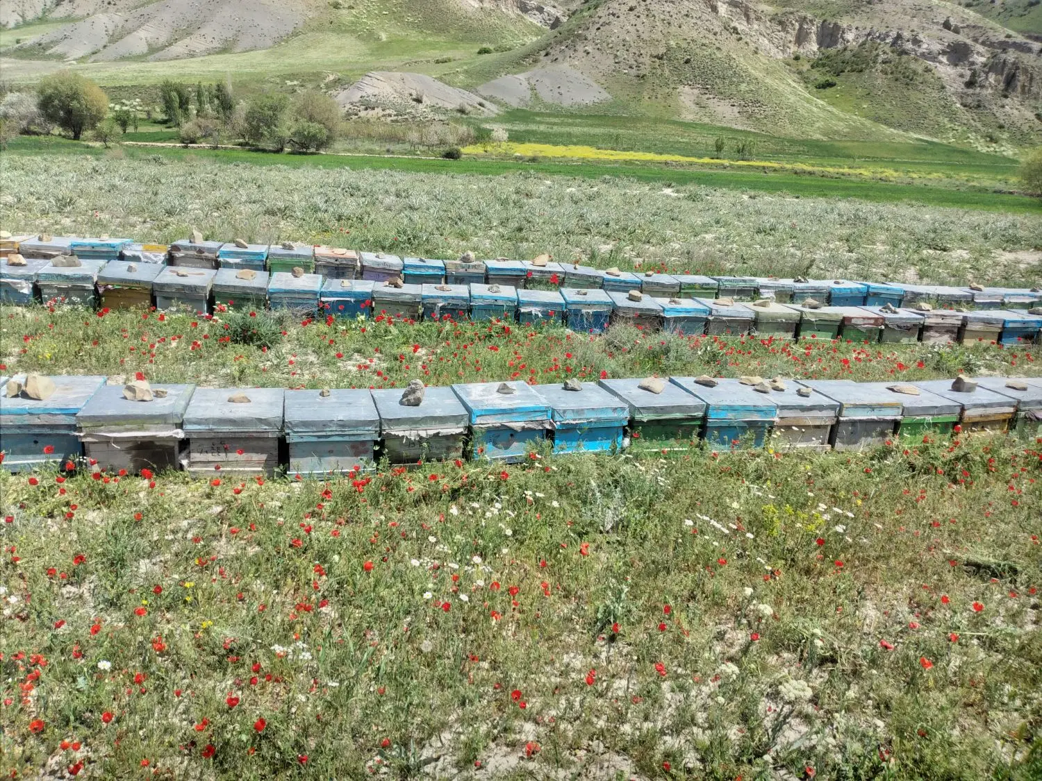 عسل بهاره با جواب آزمایشگاه|خوردنی و آشامیدنی|تهران, ولنجک|دیوار
